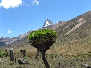 Mount Kenya 3